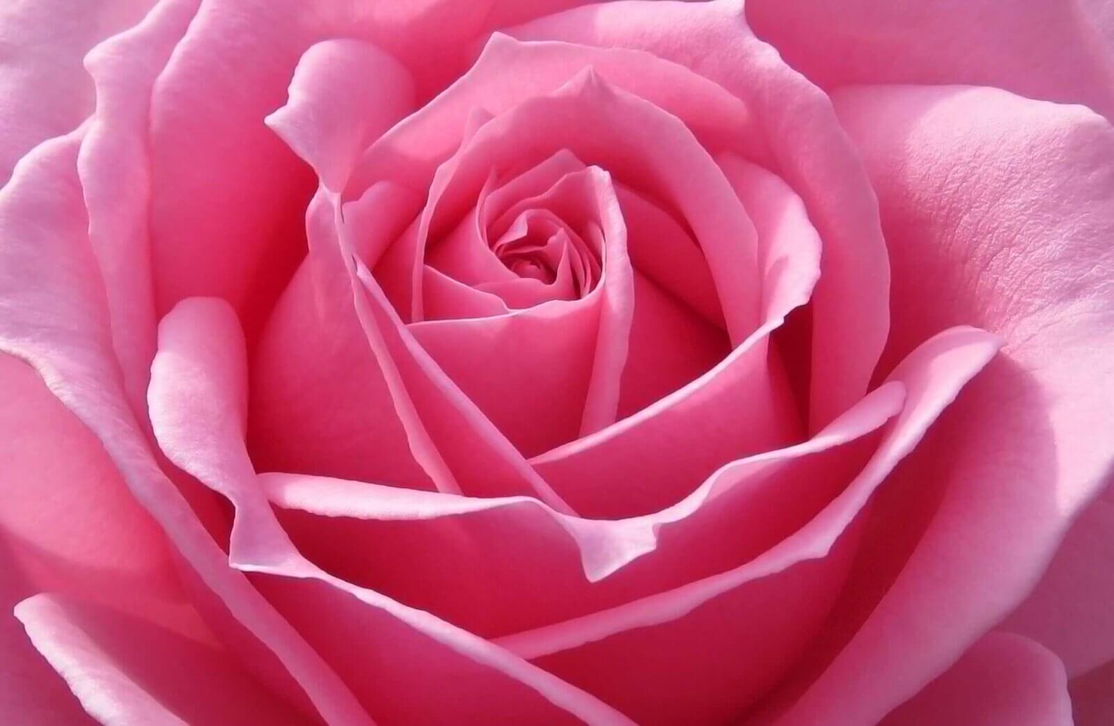 Perfumy z różą - część pierwsza - grzeczne i delikatne